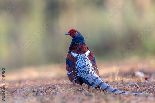 Mrs. Hume's Phesant in the North  of Thailand