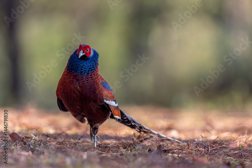 Mrs. Hume's Phesant in the North  of Thailand