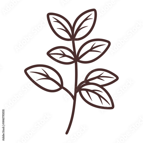 Marjoram Herb Outline Illustration, Vector