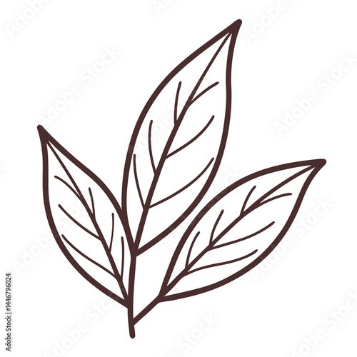 Bay Leaf Illustration, Herb, Spice, Outline