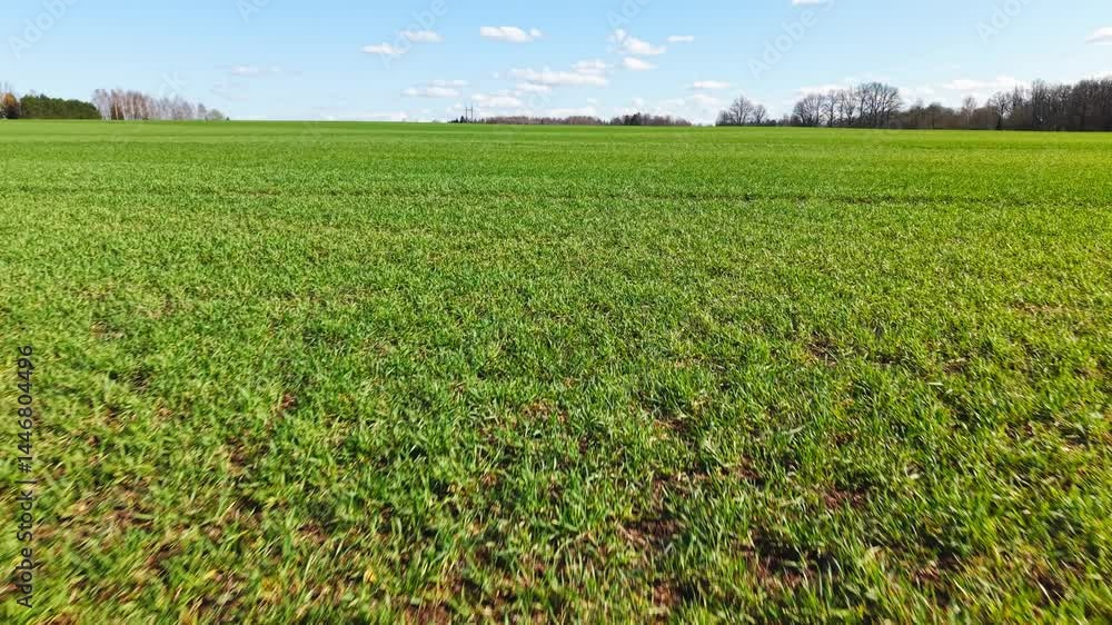 Early spring crops growing in a wide field, aerial shot with vibrant green growth Early spring crops growing in a wide field, aerial shot with vibrant green growth