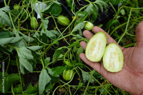 man holding fruit of cucumis anguria, halved, West Indian cucumber crop or ripe and harvested cucumber hedgehog cucumber