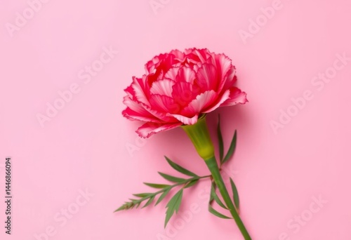 Overhead view of a carnation blossom on a pink background; ample empty space, flower image, delicate