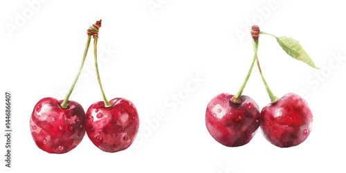 cherry fruit watercolor vector illustration