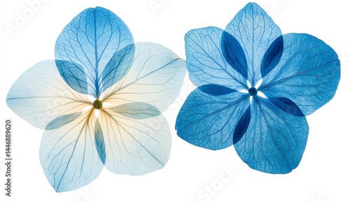 Two pressed hydrangea flowers, one pale blue and white, the other a deeper blue, shown against a white background. The image showcases intricate details of the petals and veins.