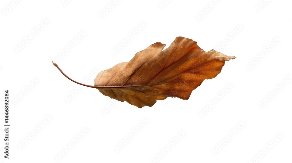 Fototapeta premium Dewdrop on Autumn Leaf Macro View Transparent Background