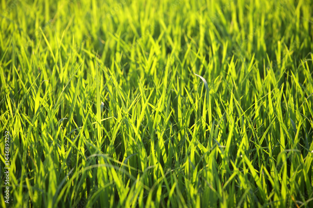 Fototapeta premium Lush Green Grass Field with Dewdrops in Bright Morning Light