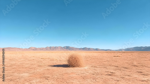 tumbleweeds in the desert