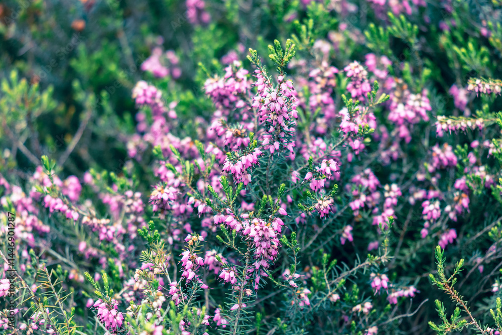 Obraz premium A field of purple flowers with green leaves