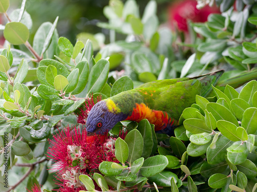 Rainbow lorikeet (Trichoglossus haematodus) perched on a New Zealand Christmas bush with red fruit flowers at Maitland New South Wales Australia.