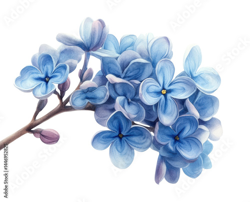 Fototapeta Naklejka Na Ścianę i Meble -  Blooming blue flowers nature watercolor bright isolated on transparent background