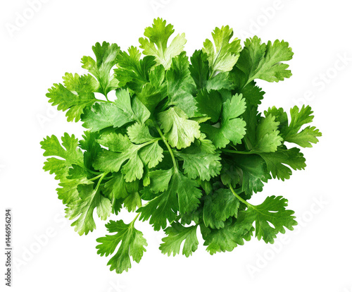 Photos Harvesting fresh cilantro in a garden culinary herb arrangement isolated on tran