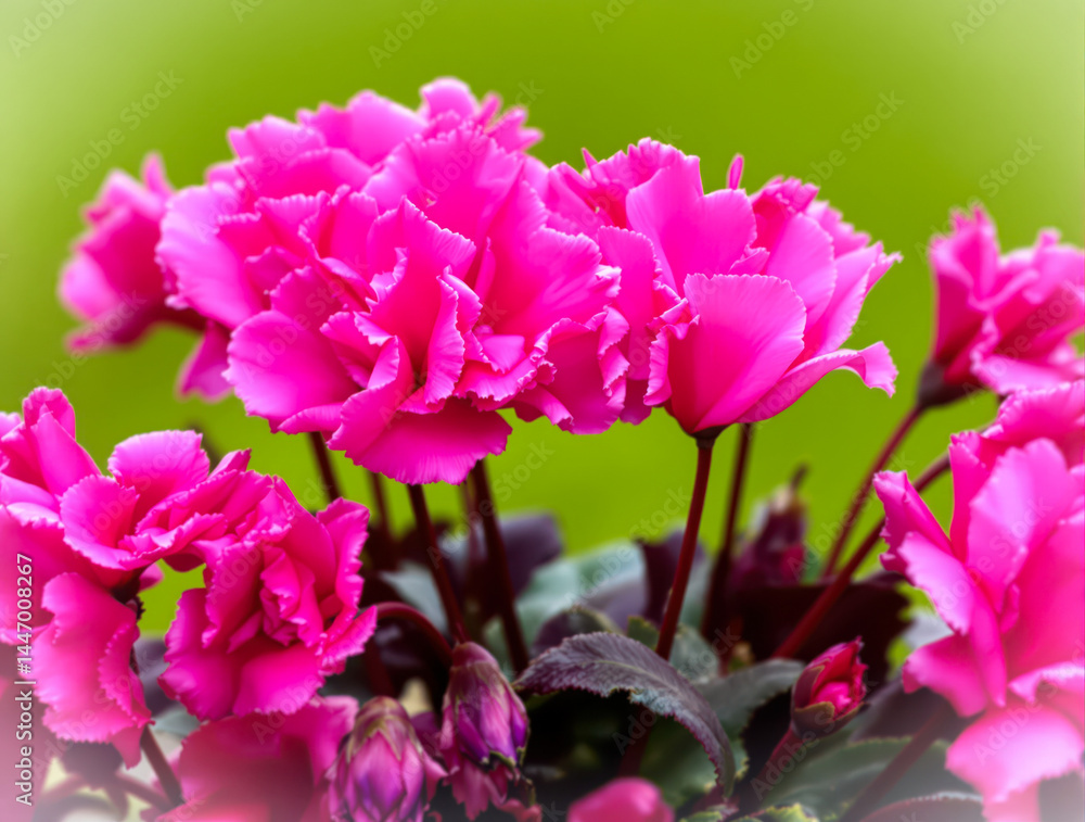 close-up of vibrant fuchsia cyclamen flowers in full bloom close-up of vibrant fuchsia cyclamen flowers in full bloom