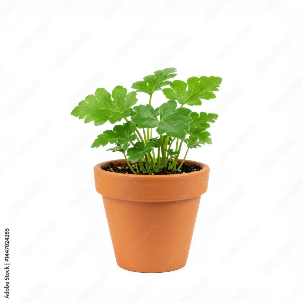 A small green plant with lobed leaves in a terracotta pot against a white background studio shot A small green plant with lobed leaves in a terracotta pot against a white background studio shot
