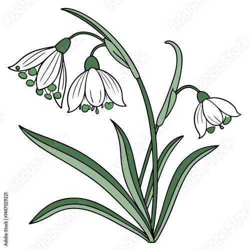 snowdrops on white background