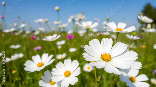 Purity white cosmos flowers (Sonata white)