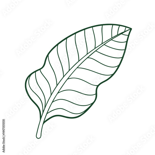 vector illustration of a leaf