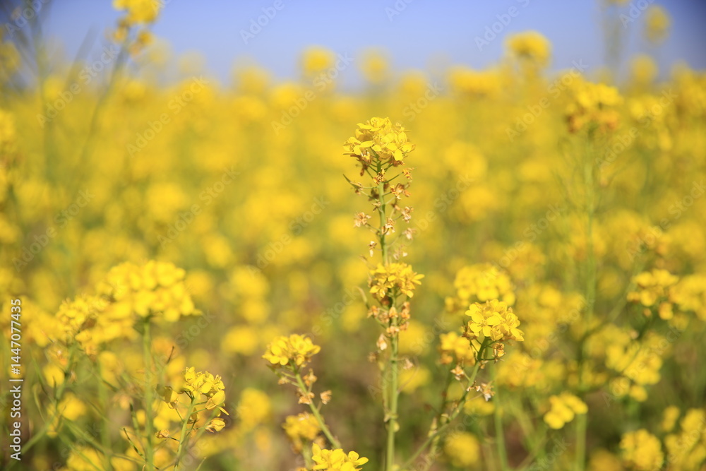 Yellow rape flower bloom in the farm Yellow rape flower bloom in the farm