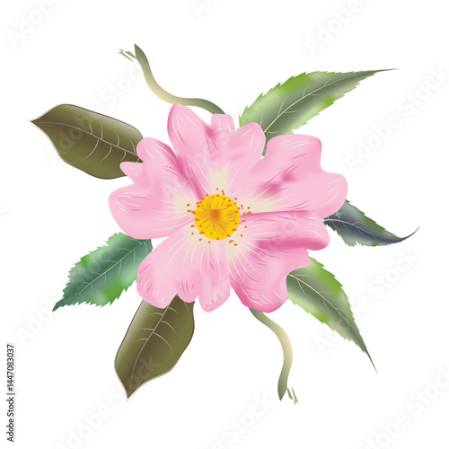 Flower and leaves Drawing and illustration