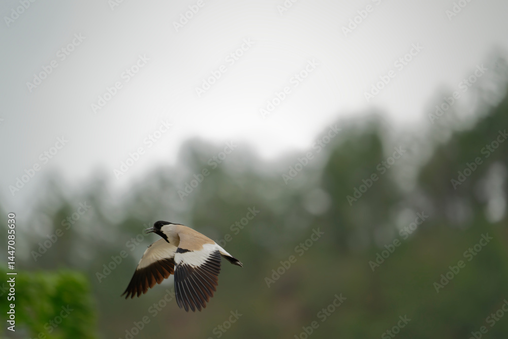 Bird in flight Bird in flight