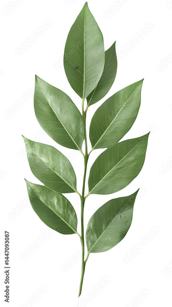 Isolated Green Leaf Branch Illustration Isolated Green Leaf Branch Illustration