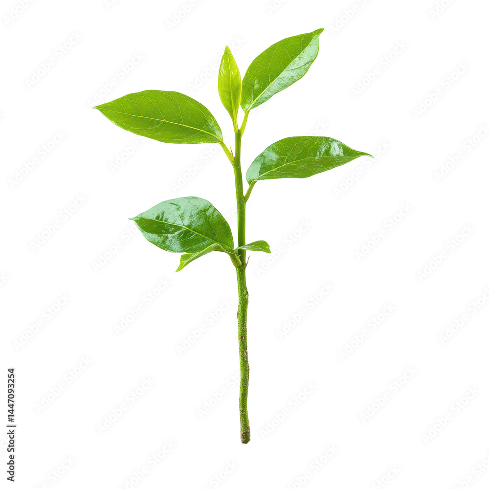 Obraz premium Closeup view of a vibrant green plant growing from rich soil against a clean Transparent background, Closeup view growing plant isolated on PNG background