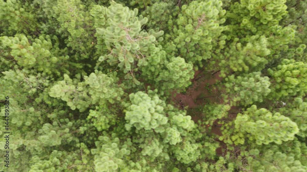 Top aerial view of lush green pine forest in Indonesia, above trees and nature forest. Top aerial view of lush green pine forest in Indonesia, above trees and nature forest.
