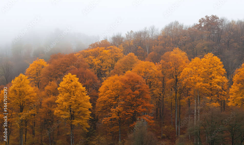 Vibrant autumn foliage in misty forest landscape showcasing golden and orange trees. Vibrant autumn foliage in misty forest landscape showcasing golden and orange trees.