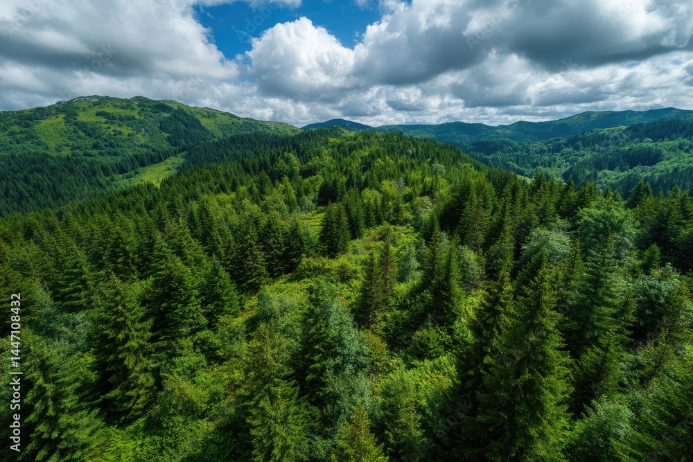 Lush mountain forest canopy Lush mountain forest canopy