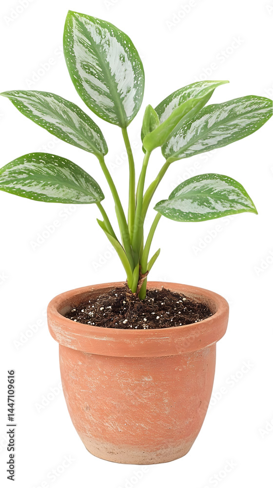 Isolated Potted Arrowhead Plant In Terracotta Pot, Decorative Houseplant, Realistic Photo Isolated Potted Arrowhead Plant In Terracotta Pot, Decorative Houseplant, Realistic Photo