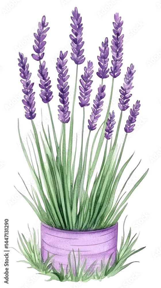Fototapeta premium Lavender Plant In Purple Pot Illustration Background