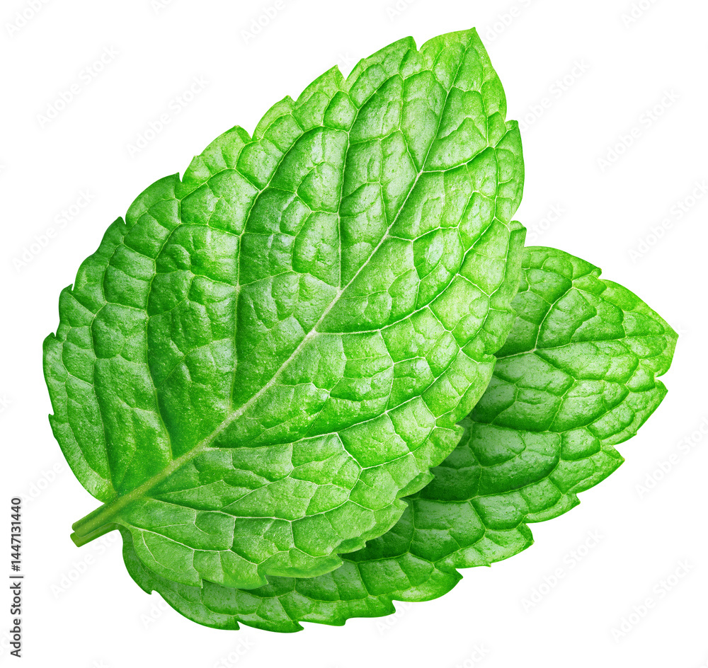 Obraz premium Mint isolated on white background clipping path