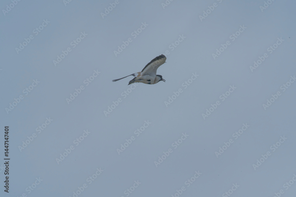 Obraz premium Bird in flight