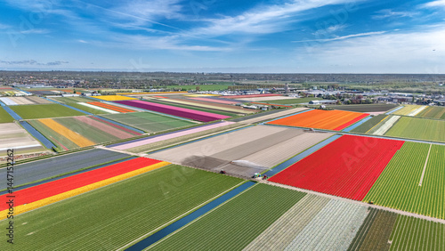 Aerial drone view of tulip fields in spring season, bulbfields and tulips blossoming in springtime, colorful flowers background, Lisse, South Holland, the Netherlands