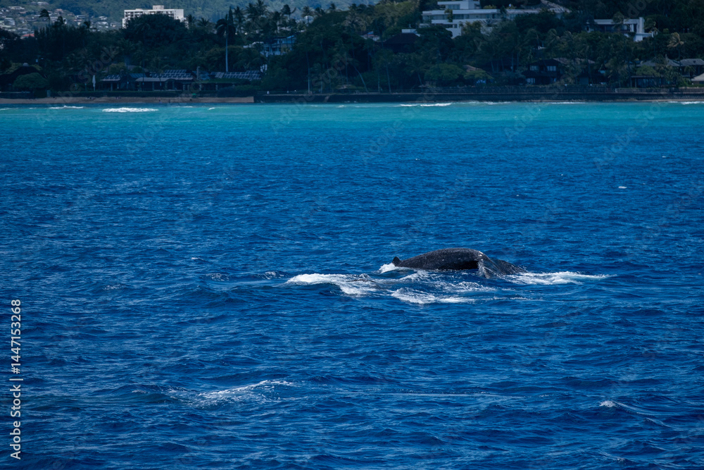Obraz premium Humpback whale rises near Waikiki shoreline with crater ridge and blue sea, captured March 15, 2019 in Honolulu, Hawaii, USA