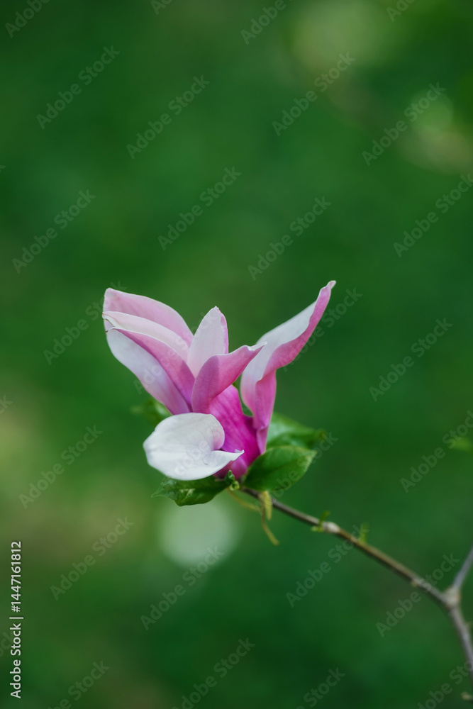 Fototapeta premium Vibrant magnolia flower blooms against a green background in springtime