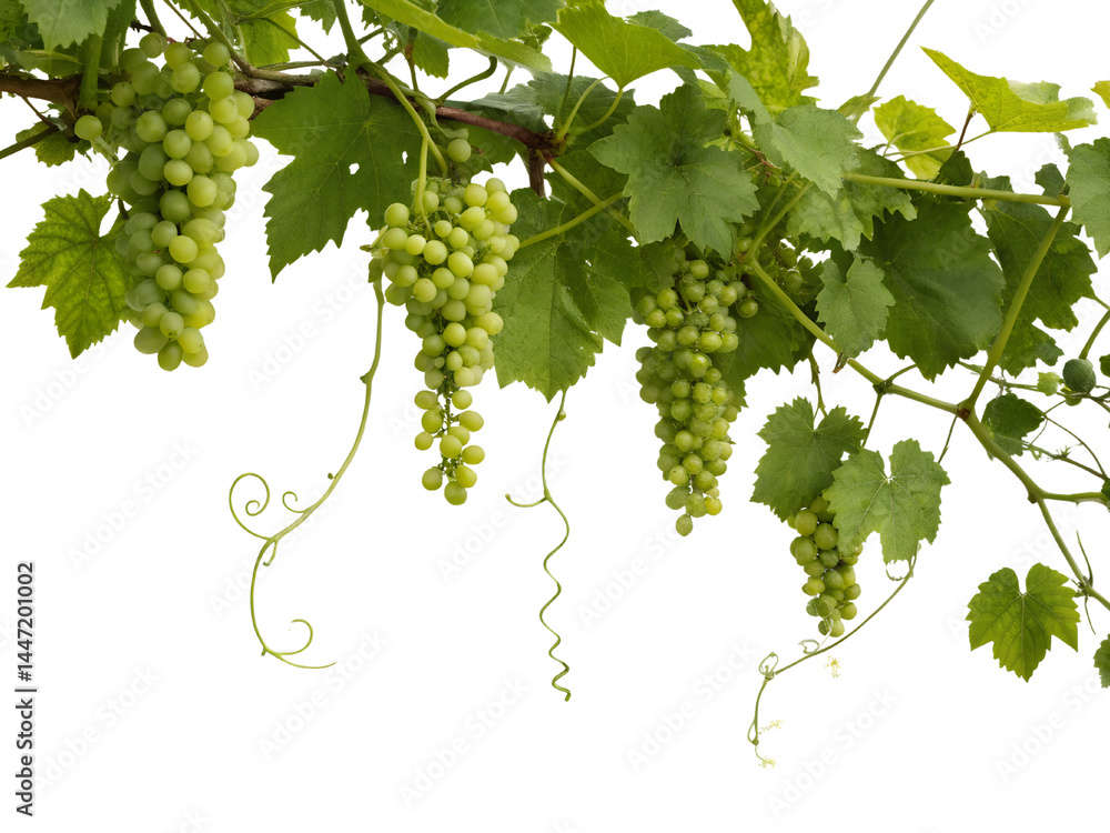 Bunch of Grapes with Green Leaves Isolate on transparent background cutout, PNG file, Cutout file