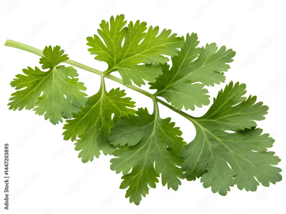 Fresh Cilantro Leaves Isolate on transparent background cutout, PNG file, Cutout file