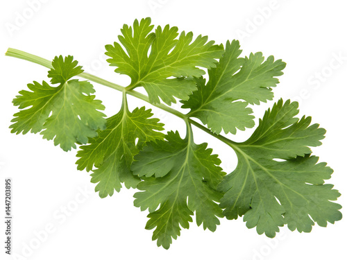Obraz na płótnie Fresh Cilantro Leaves Isolate on transparent background cutout, PNG file, Cutout file w salonie