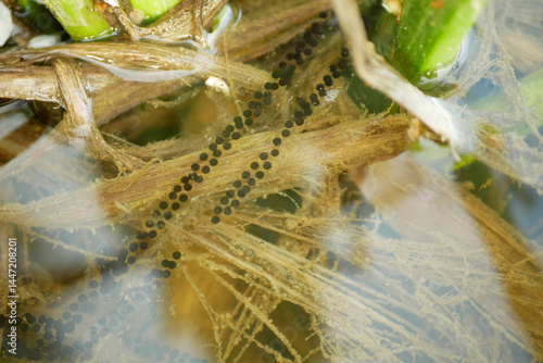 Bild auf Leinwand Common toad Bufo bufo European eggs frog close-up water reproduction spawn ball strings bottom north clump consist plant coupling underwater