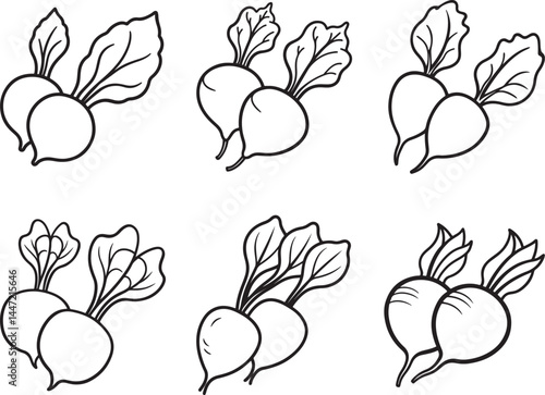 set of radishes line art, black outline, vector and illustration, coloring book page line art drawing