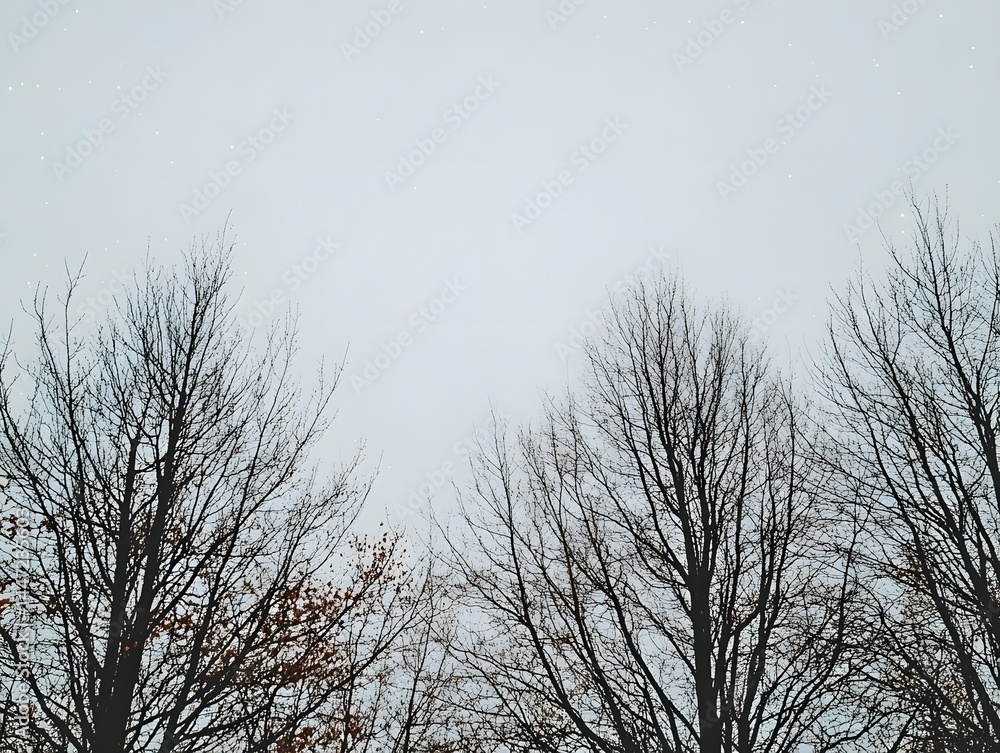 Fototapeta premium Bare Winter Trees Silhouette Against a Light Sky Nature Background Image