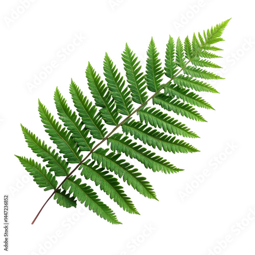 Wallpaper Mural Green fern leaf isolated on white background showcasing detailed leaf structure and texture, Fern leafisolated on white background Torontodigital.ca