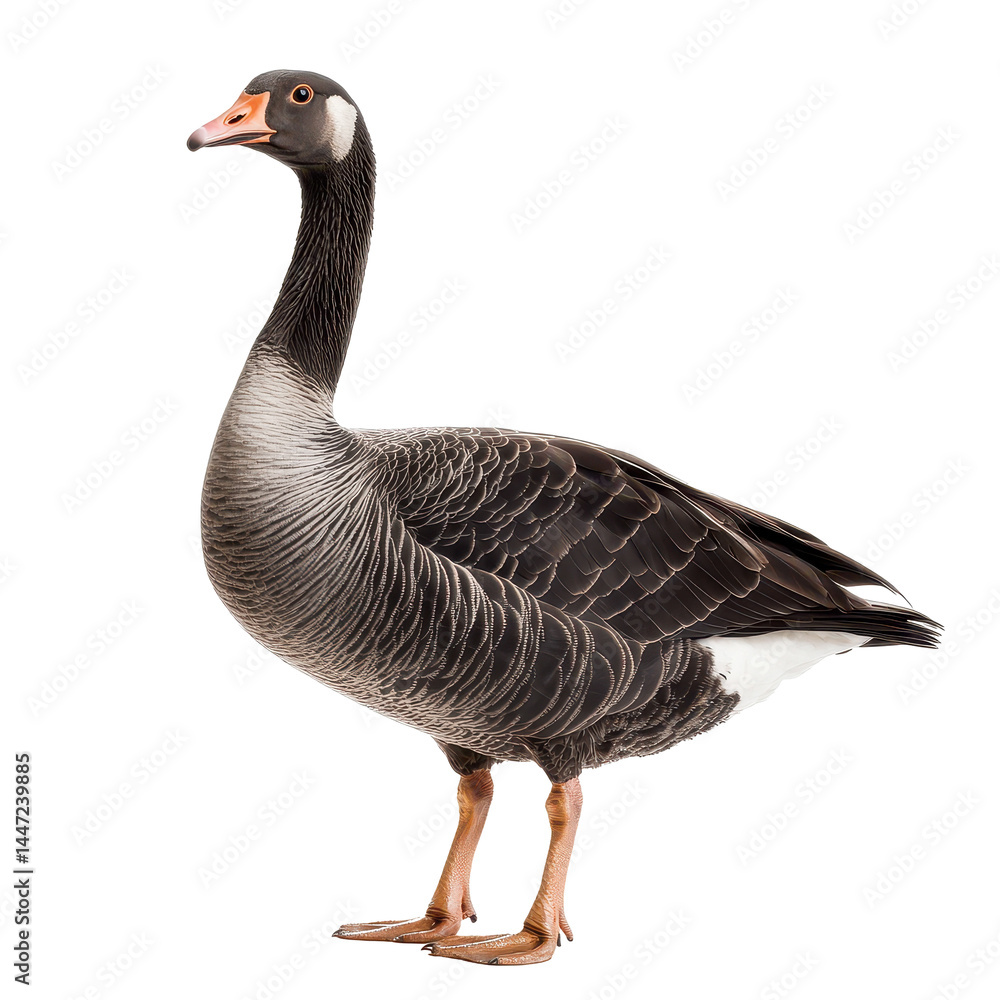 Obraz premium Beautiful brown and gray goose standing gracefully on a white background showcasing its unique features