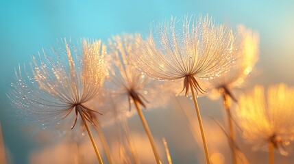 Poster Bloemen Dauwdruppels op zaden in gouden tegenlicht  © MABRUR
