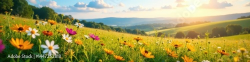 Sun-drenched wildflowers, rolling hills, vibrant meadow, Italian landscape, Italian countryside