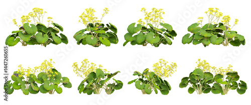 Farfugium japonicum flowers plant on transparent background, 3d illustration