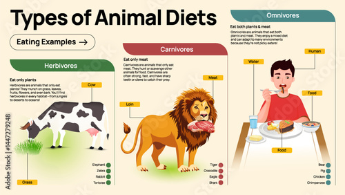 Types of Animal Diets – Herbivores, Carnivores, and Omnivores Educational Infographic for Kids and Classrooms