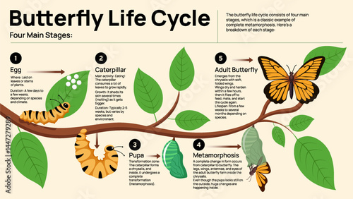 Butterfly Life Cycle Infographic – Four Stages of Metamorphosis Educational Diagram