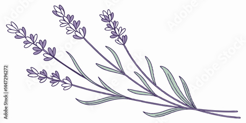 Simple Lavender Flower Vector With Slender Stems A